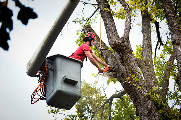 Why Choose Our Tree Removal Services in Fulton, KY?