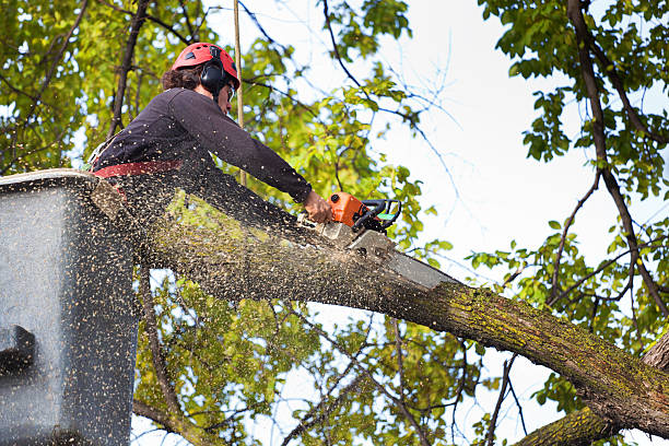 Lawn Watering Services in Fulton, KY